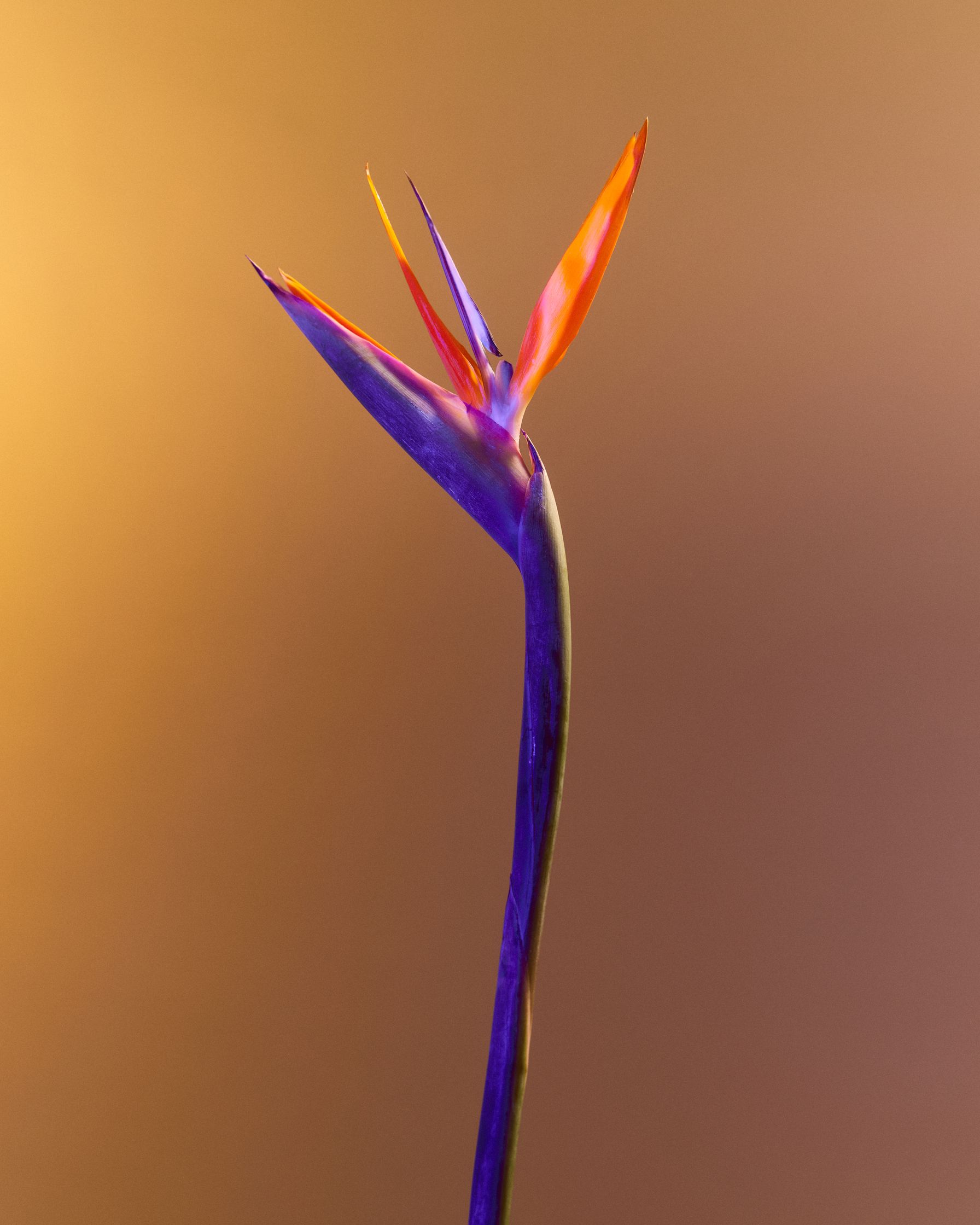 a bird of paradise flower is shown against a yellow background
