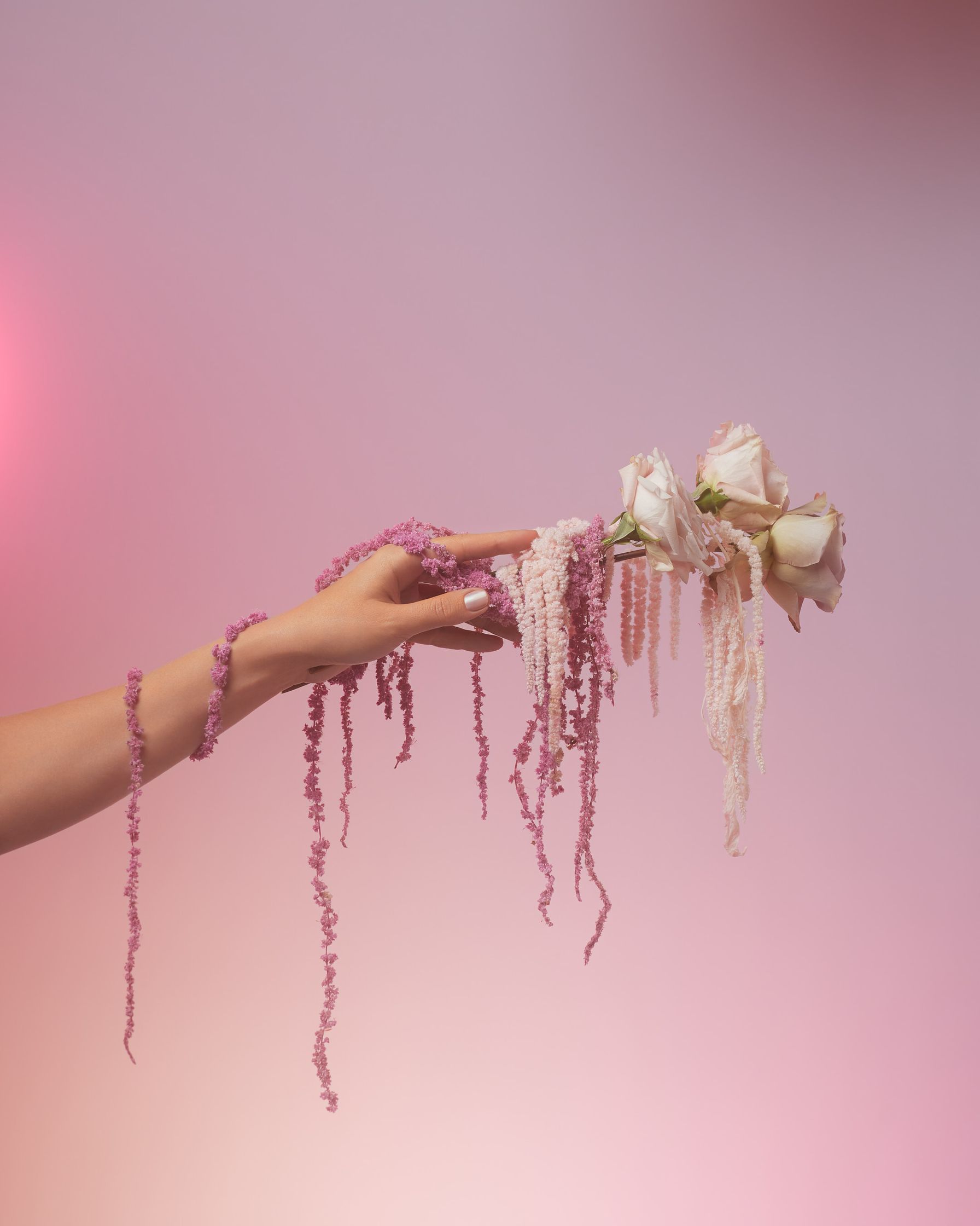 a woman's hand holding a bunch of pink flowers on a pink background