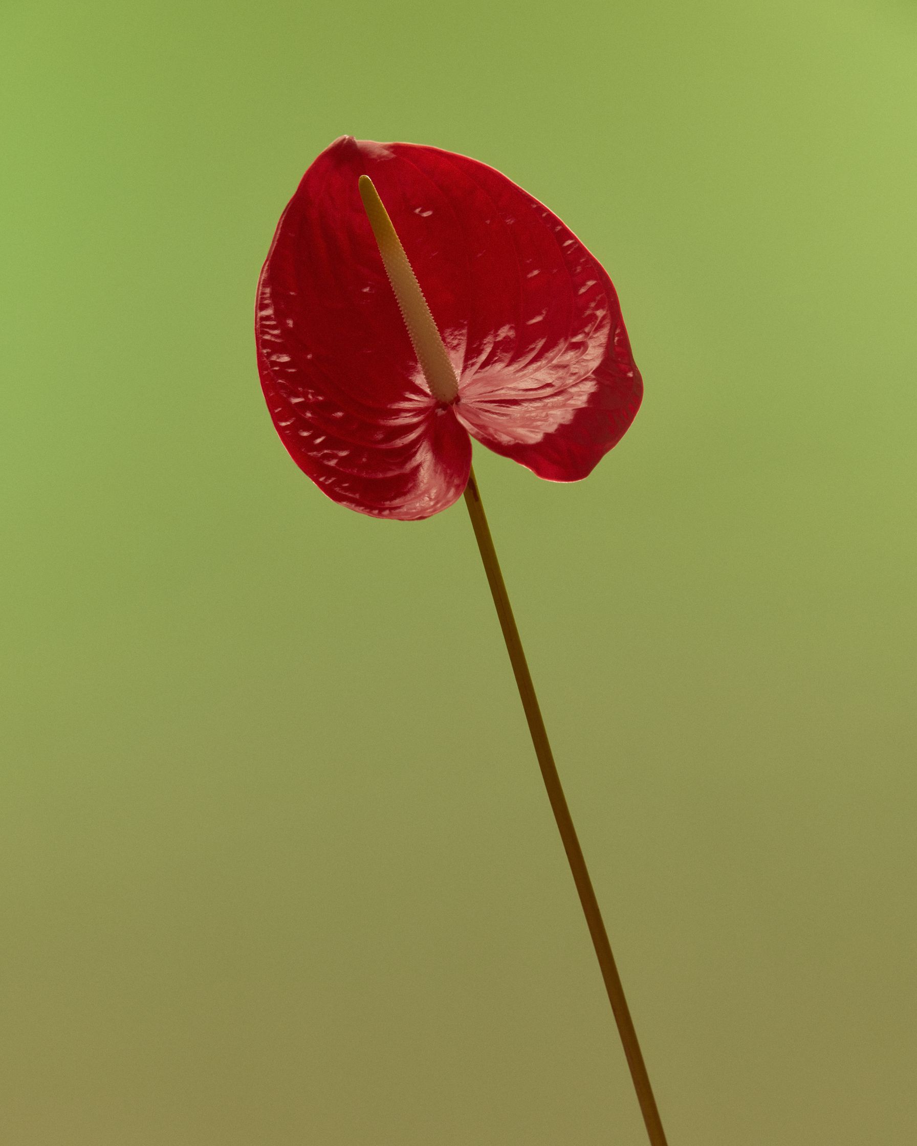 a red flower on a stick against a green background