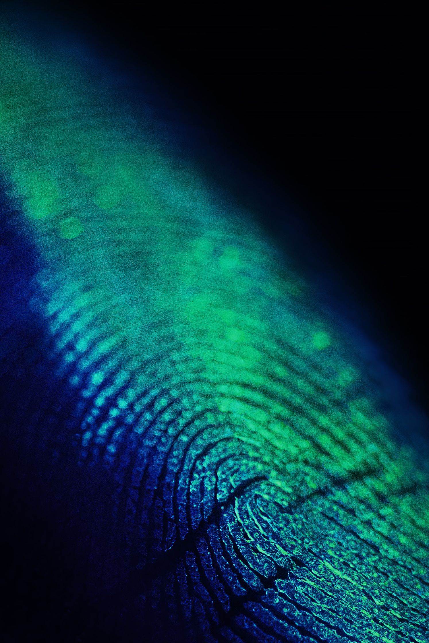 a close up of a butterfly's fingerprint post production