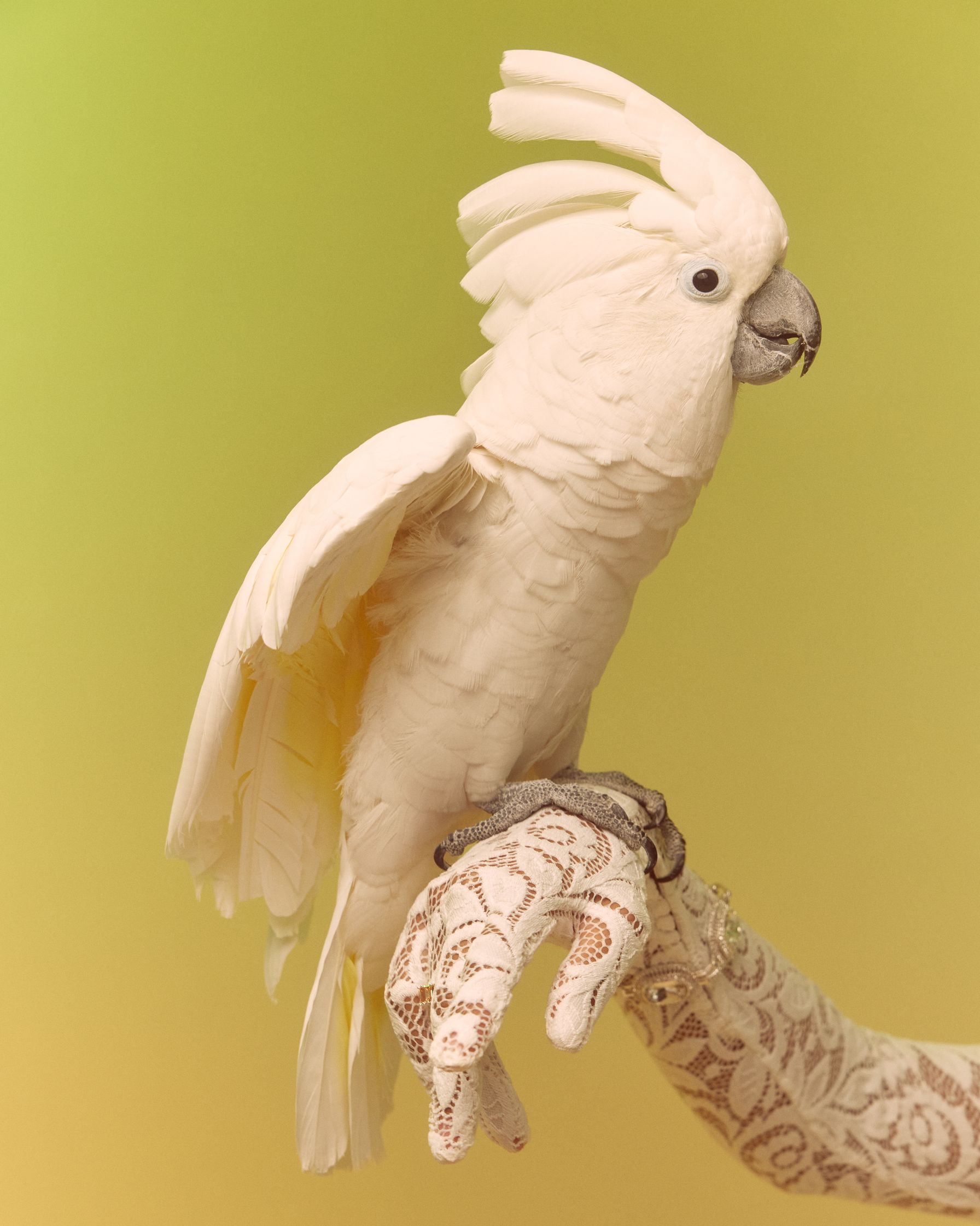a white cockatoo perched on a woman's hand