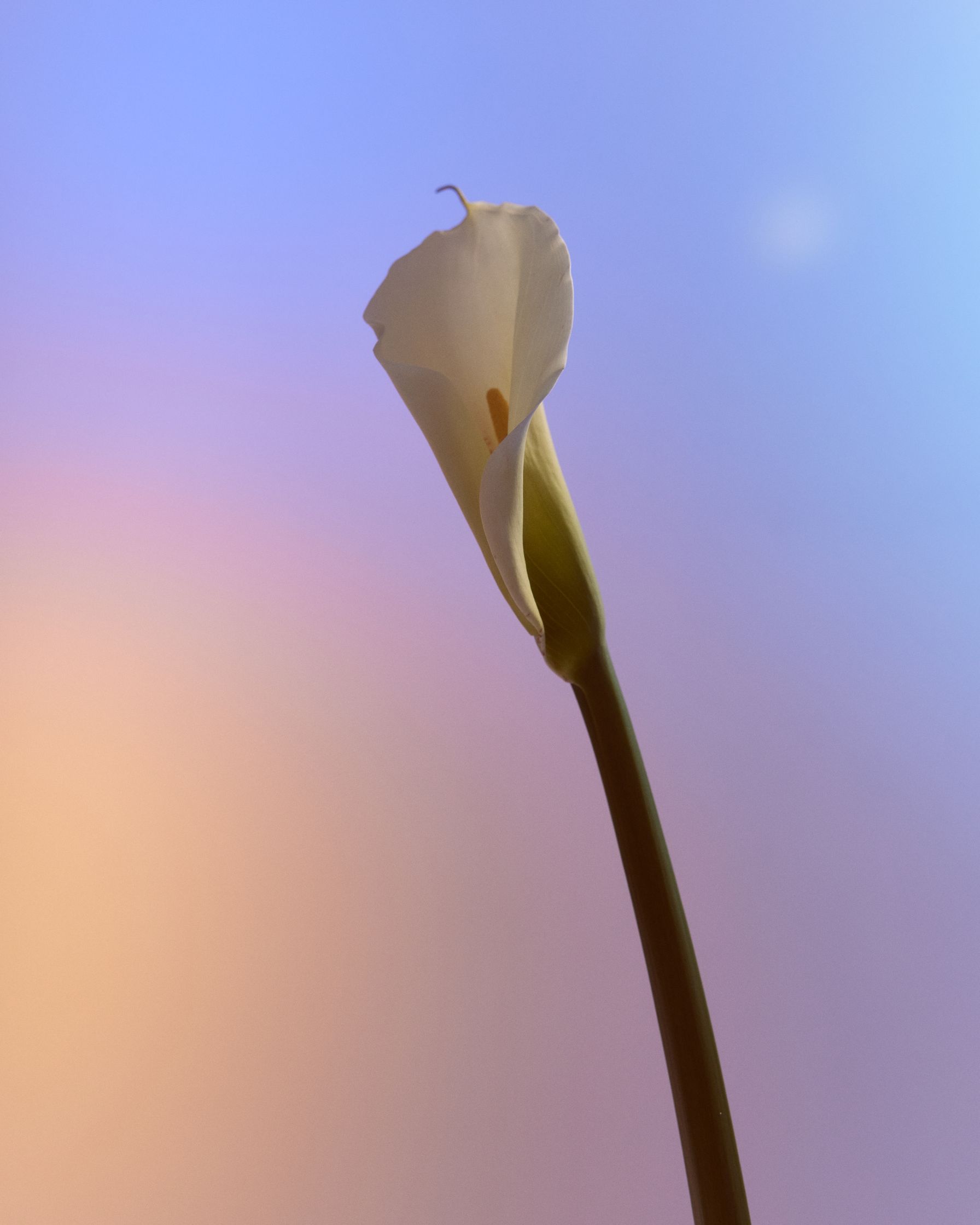 a white calla lily in front of a colorful background