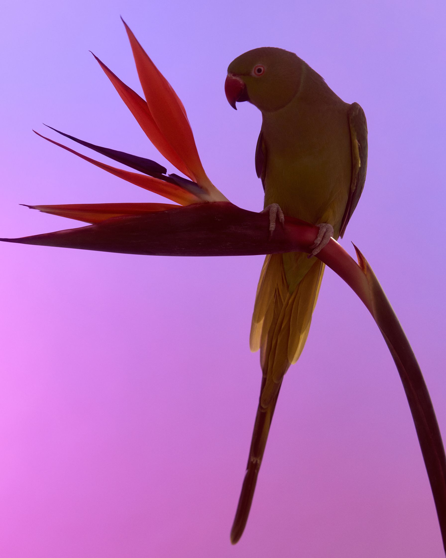 a green parrot perched on top of a flower